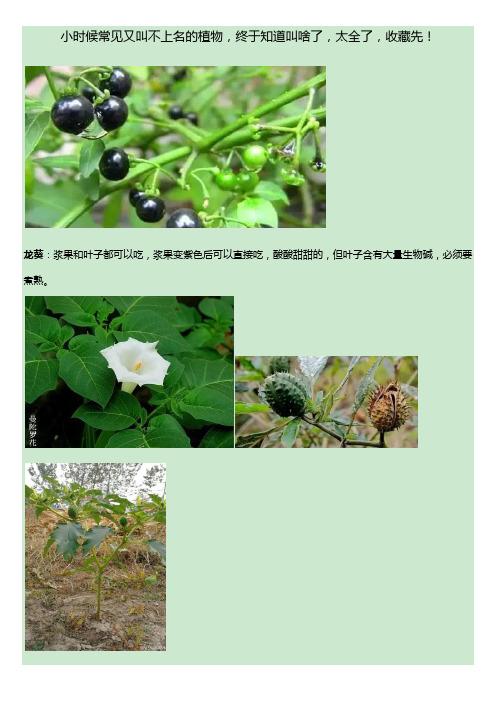 小时候常见又叫不上名的植物名字收集(图文史上最全)