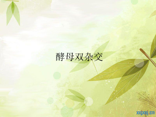 育种--酵母双杂交