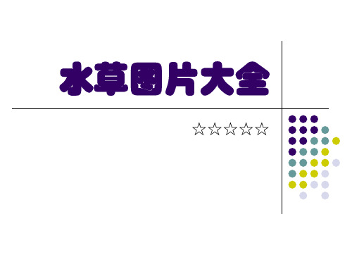 观赏鱼类水草图片大全 