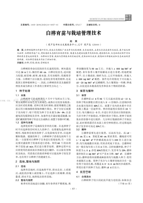 白桦育苗与栽培管理技术