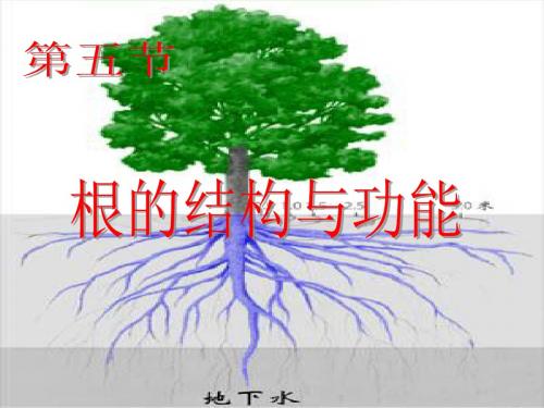 4.1.5根的结构与功能
