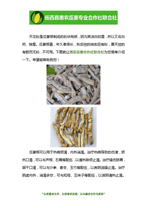 瓜蒌根的图片