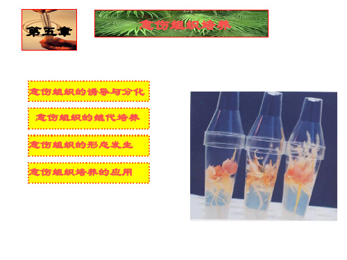 第五章 愈伤组织