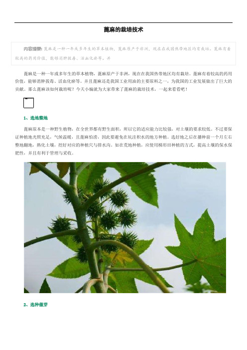 蓖麻的栽培技术
