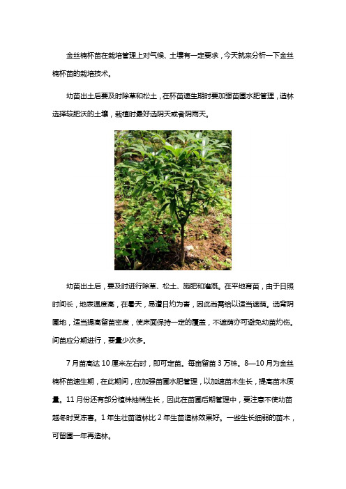如何栽培金丝楠杯苗