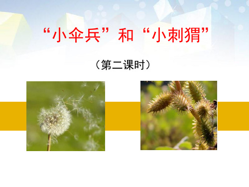 《“小伞兵”和“小刺猬”》PPT 图文