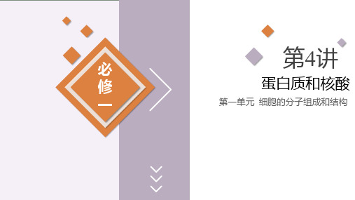 第04讲 蛋白质和核酸-高考生物一轮复习课件