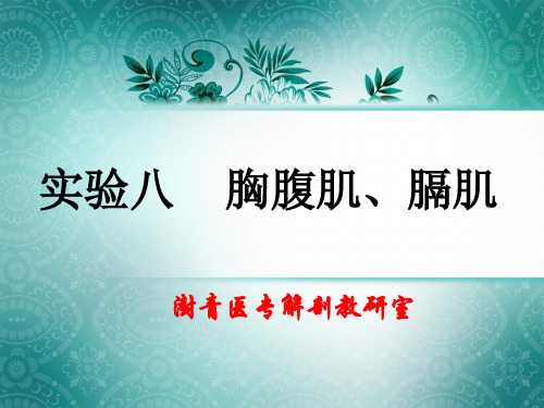 实验八胸腹肌膈肌