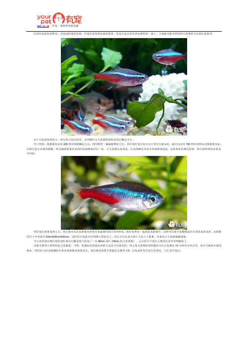 红绿灯鱼的正确喂养方法