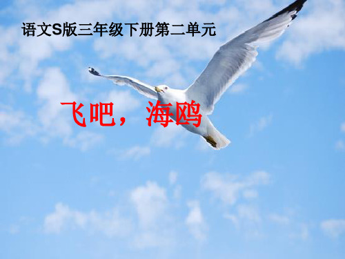 飞吧海鸥