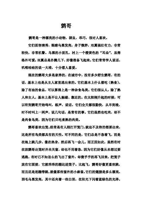 鹩哥