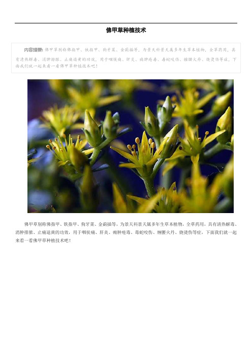 佛甲草种植技术