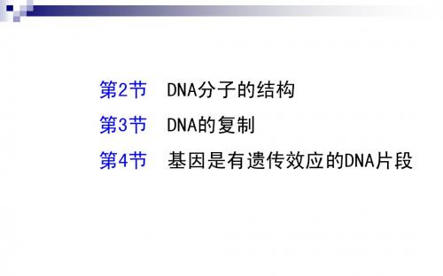 2015届高考生物一轮总复习课件：3.2,3.3,3.4DNA分子的结构、复制