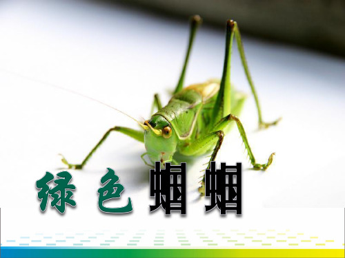 《绿色蝈蝈》PPT课件7【优秀课件推荐】
