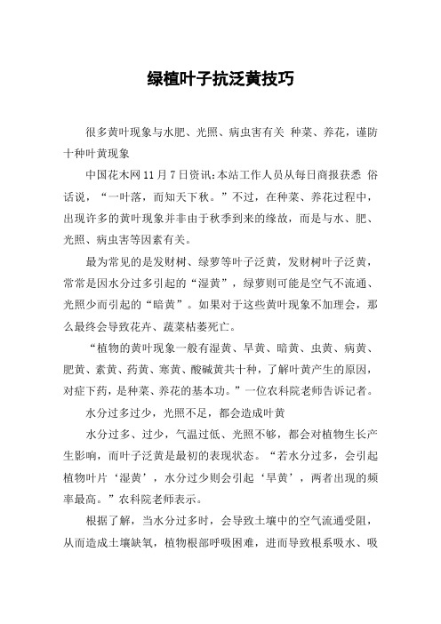绿植叶子抗泛黄技巧