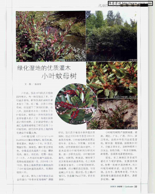 绿化湿地的优质灌木：小叶蚊母树