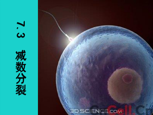 高中生物第二册第7章细胞的分裂和分化7.3减数分裂课件2沪科版