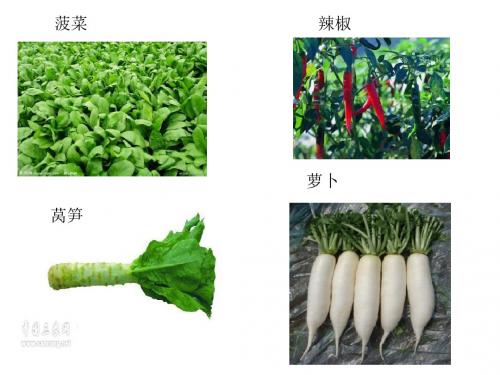 21父亲的菜园21资料