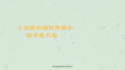 核酸的酶促降解和核苷酸代谢课件