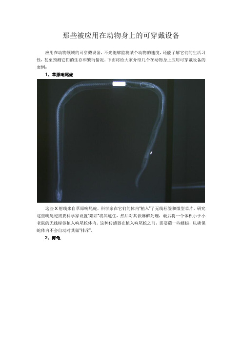 那些被应用在动物身上的可穿戴设备
