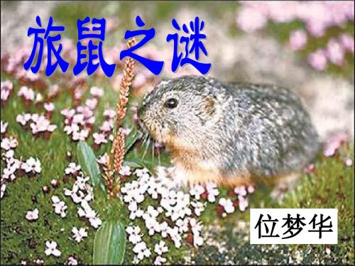 旅鼠之谜