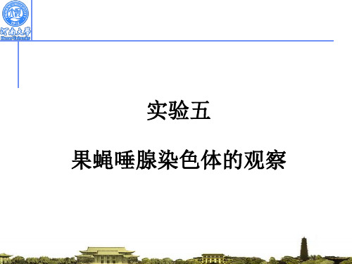 果蝇唾腺染色体的观察