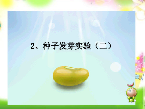最新版本小学五年级上册科学课件-1.2 种子发芽实验(二)｜教科版 (共15张PPT)