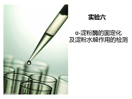 淀粉酶的固定化及淀粉水解作用的检测