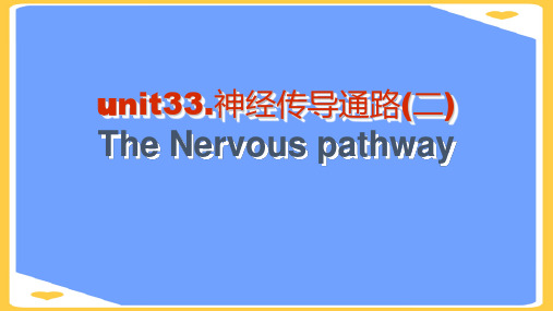解剖学传导路二内脏神经病案讨论PPT正式版