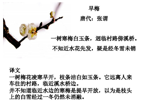 早梅(精选课件)