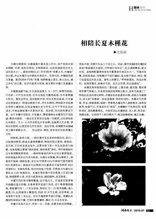 相陪长夏木槿花