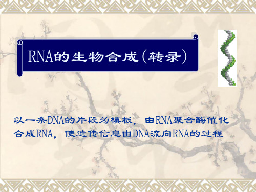 RNA的生物合成(转录)