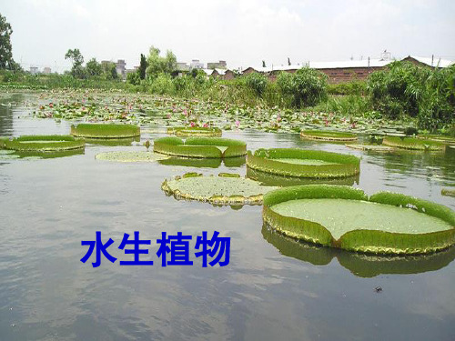 三年级上册科学课件- 水生植物 教科版(共42页)