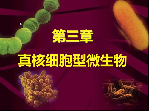 食品微生物学 第二章第三章 真核微生物
