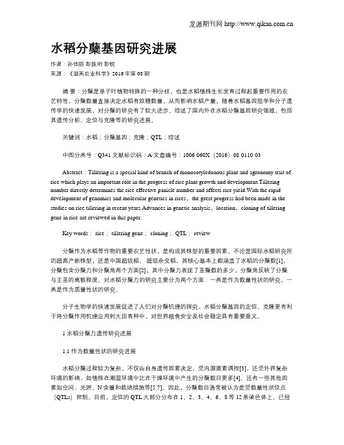 水稻分蘖基因研究进展