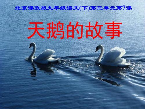 初中语文《天鹅的故事》(共40张)ppt14