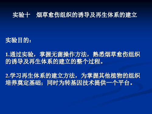 烟草愈伤组织的诱导及再生体系的建立