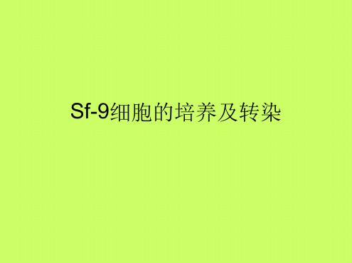 Sf9细胞的培养及转染