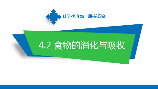 九年级上科学《食物的消化与吸收》PPT优质课件浙教版