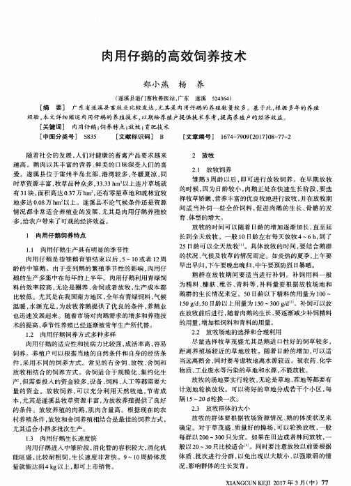 肉用仔鹅的高效饲养技术