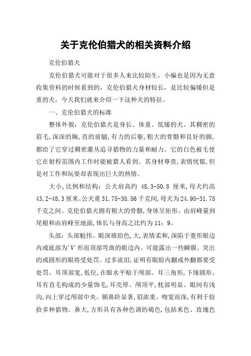 关于克伦伯猎犬的相关资料介绍