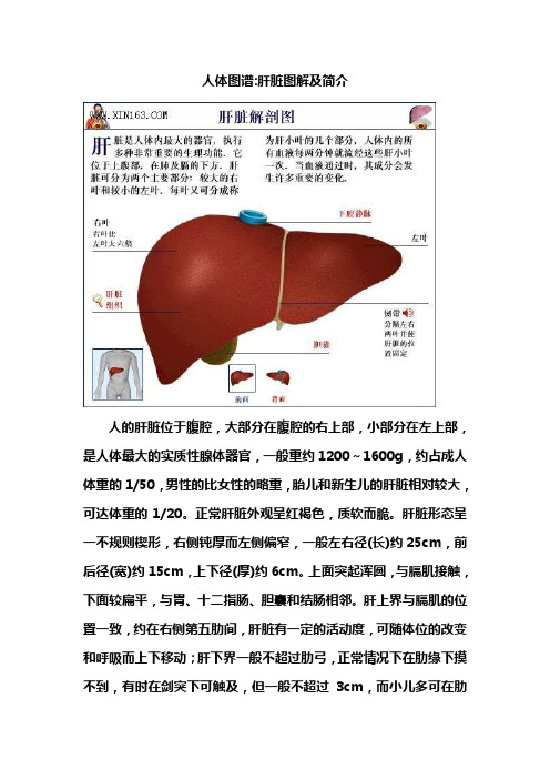 人体图谱肝脏图解及简介
