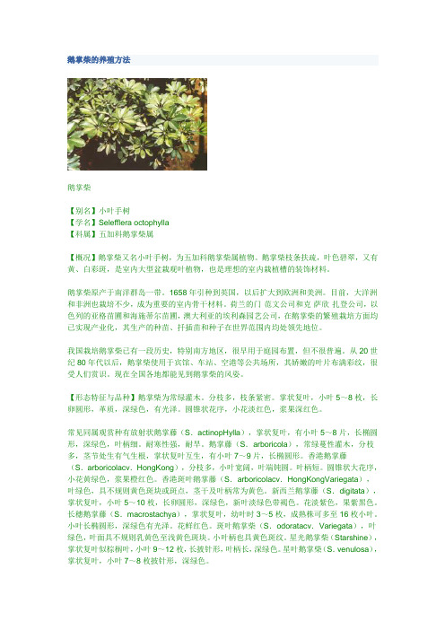 鹅掌柴的养殖方法