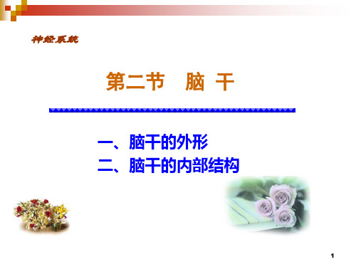 脑干