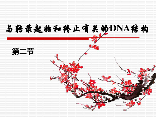 与转录起始和终止有关的DNA结构