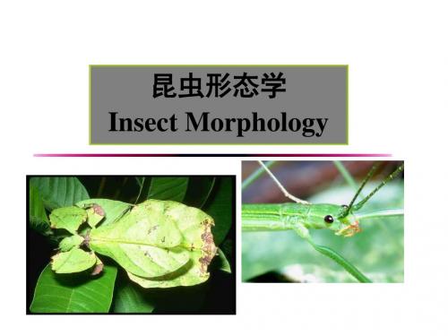 一昆虫基本知识与形态学