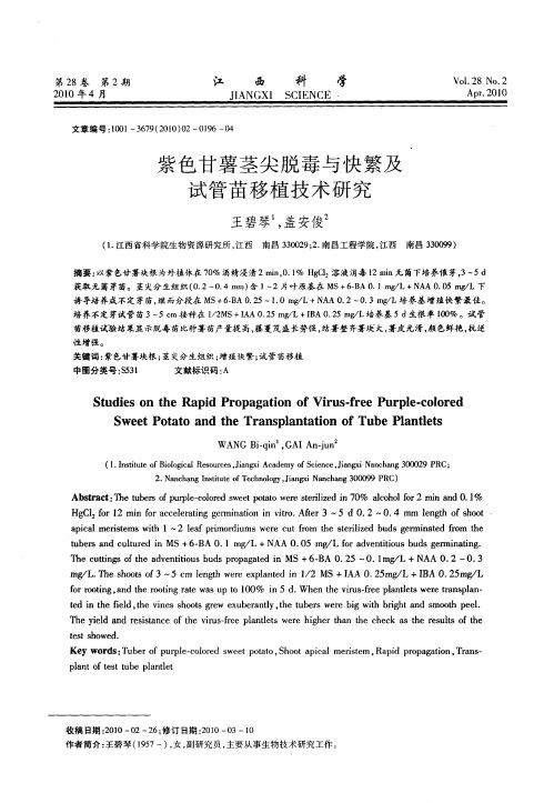 紫色甘薯茎尖脱毒与快繁及试管苗移植技术研究