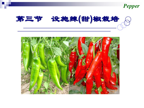 第三节 设施辣椒栽培.