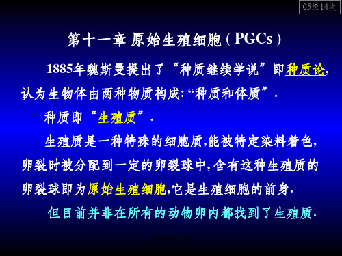 发育生物学11-原始生殖细胞