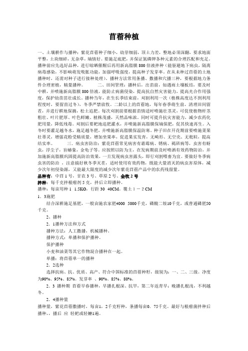 苜蓿种植